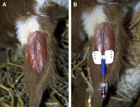 rehidratacion vena auricular terneros