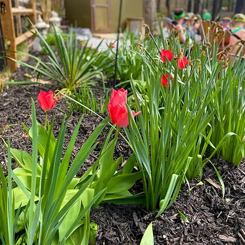 The River's Edge Tulips