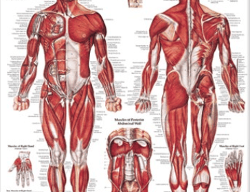 Muscular System Anatomical Chart