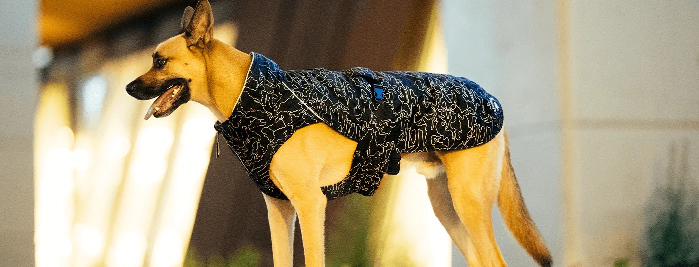 Best Dog Coats for Rainy Weather: Stay Dry & Stylish!