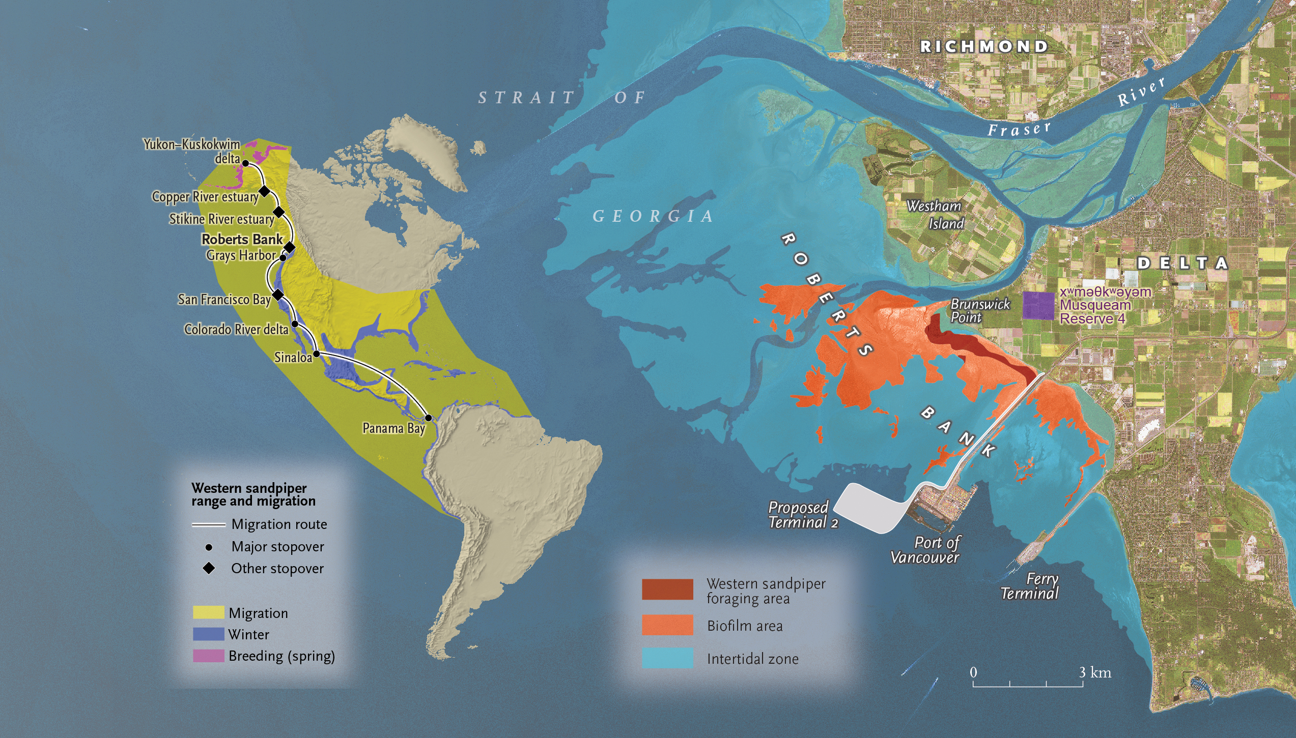 The Magic In The Mud Sandpipers Migration Superfood Canadian Geographic Sandpiper Map FINAL 03 Musqueam 