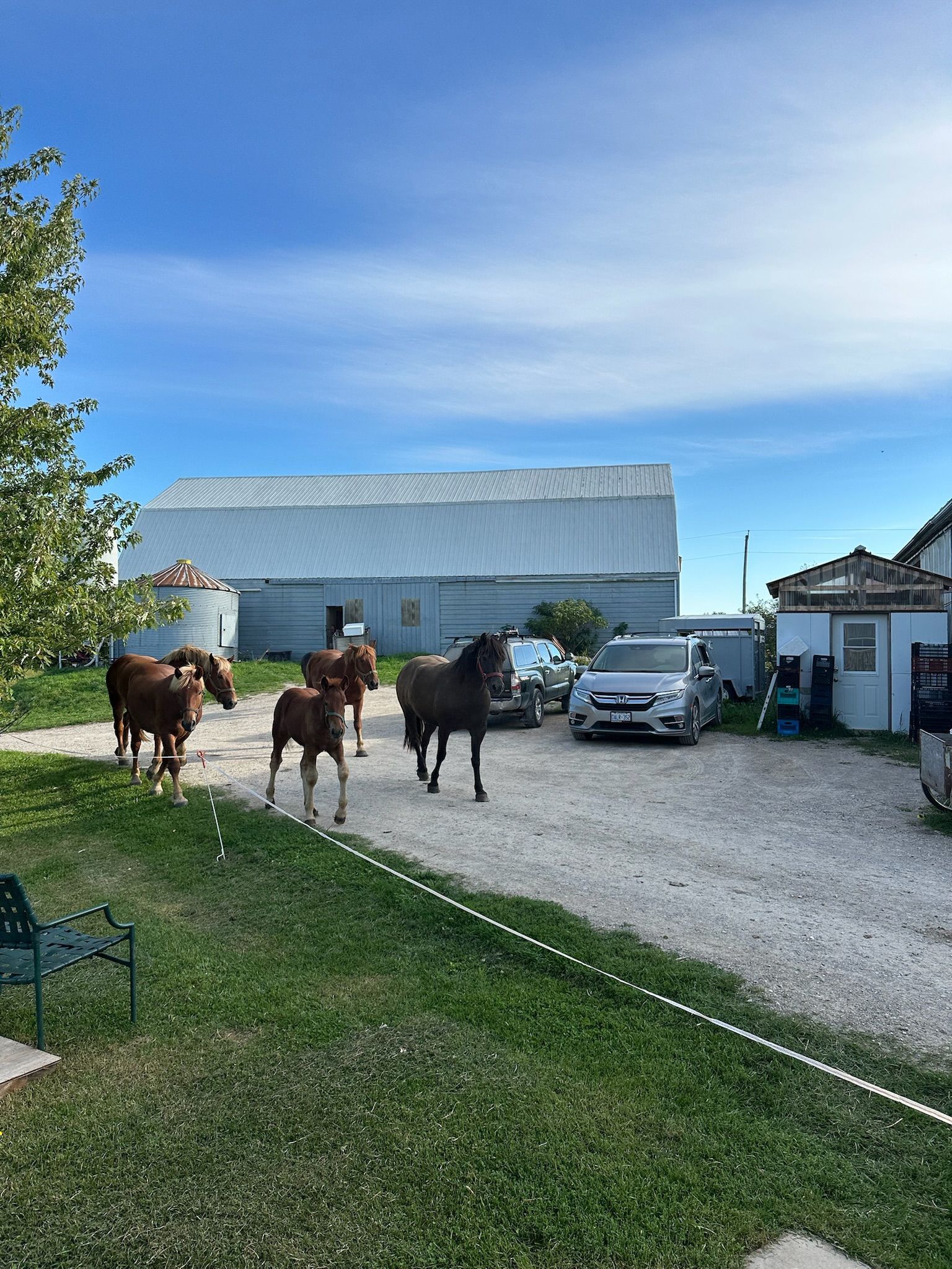 Gloria walking with their Suffolk Punches