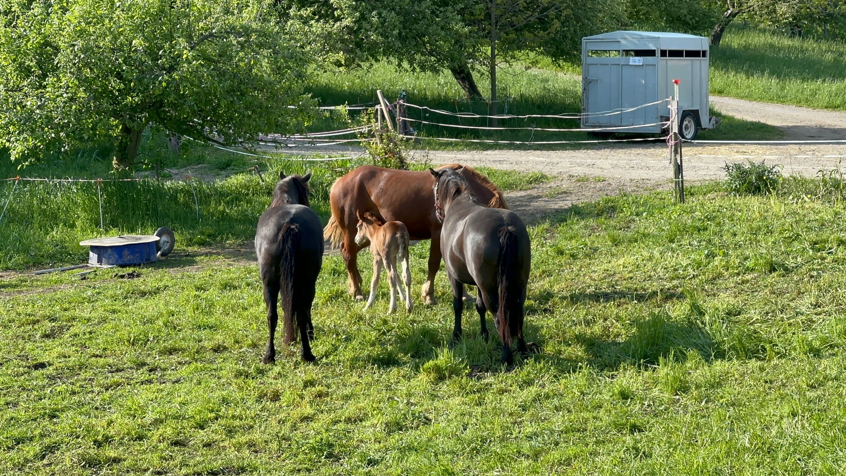 Yasmin and Gloria in with the herd