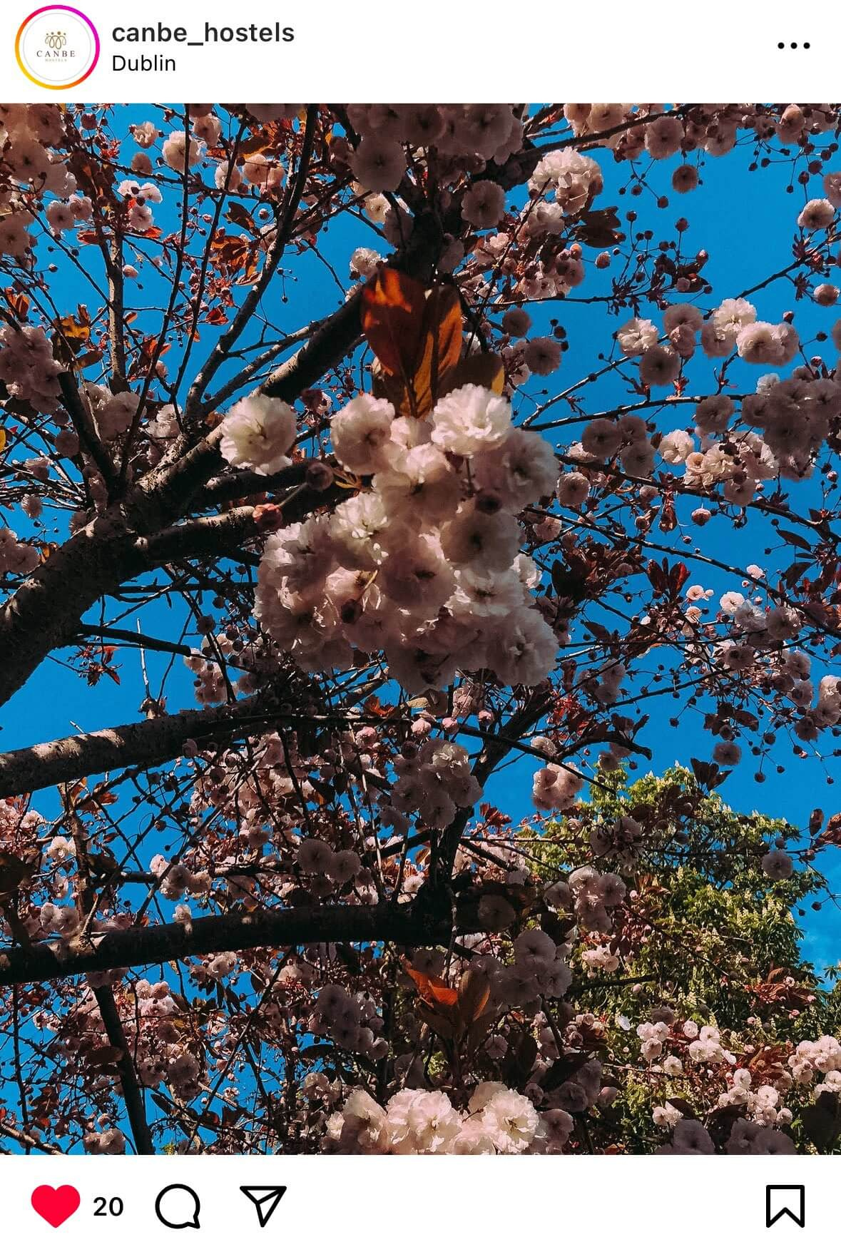 Sakuras trees in Dublin during Spring Season