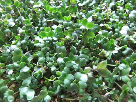 Broccoli sprouts