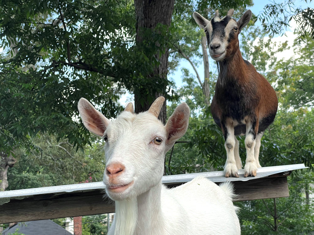 Mulberry Fields Goats