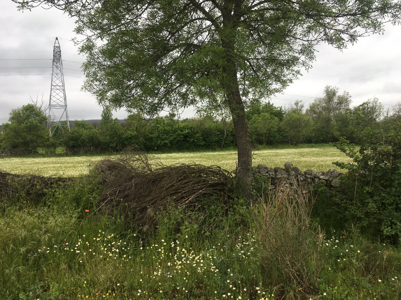 Campo con flores
