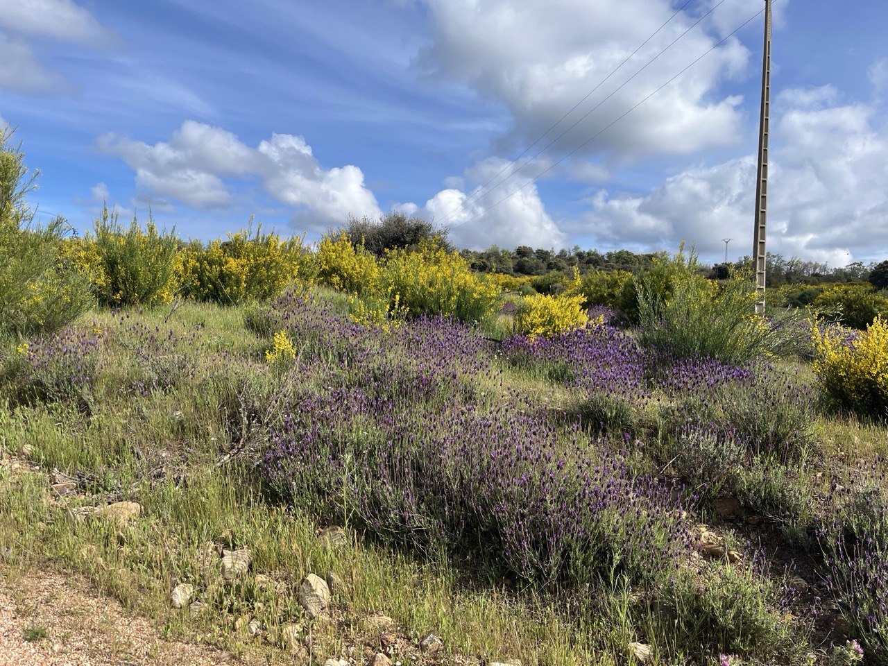 Retama lavanda y tomillo,exuberante el campo de Pedredo