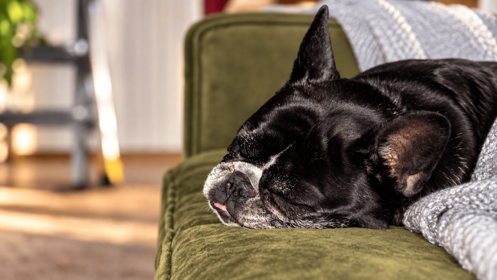 Canine Cabin photo 7