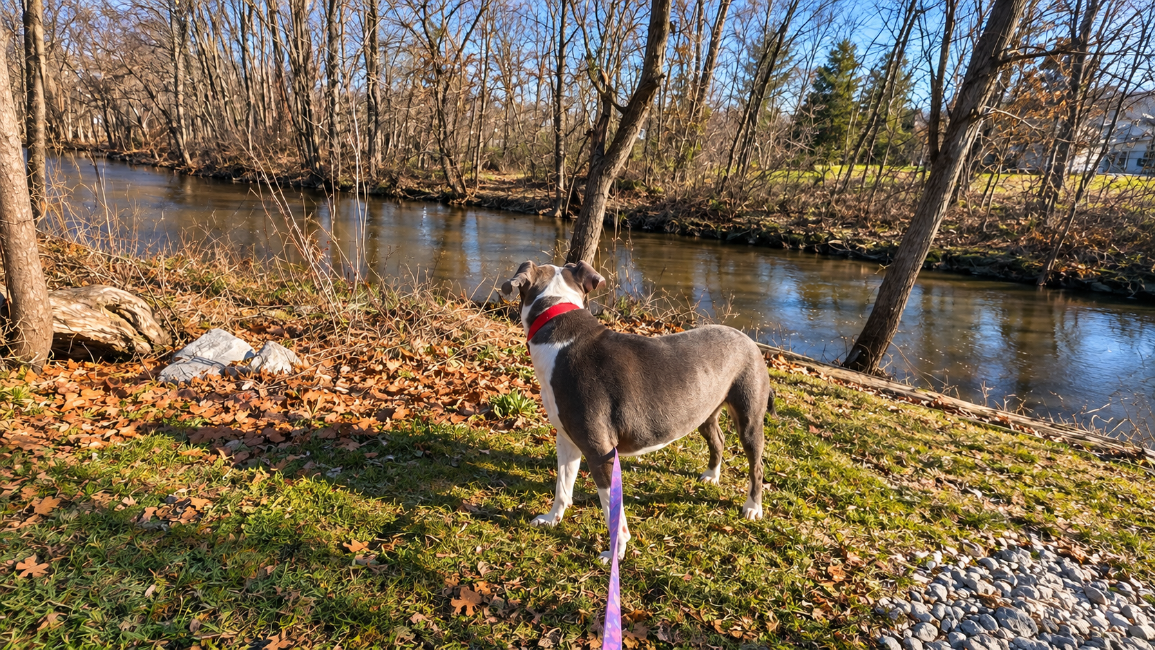 Canine Cabin photo 8