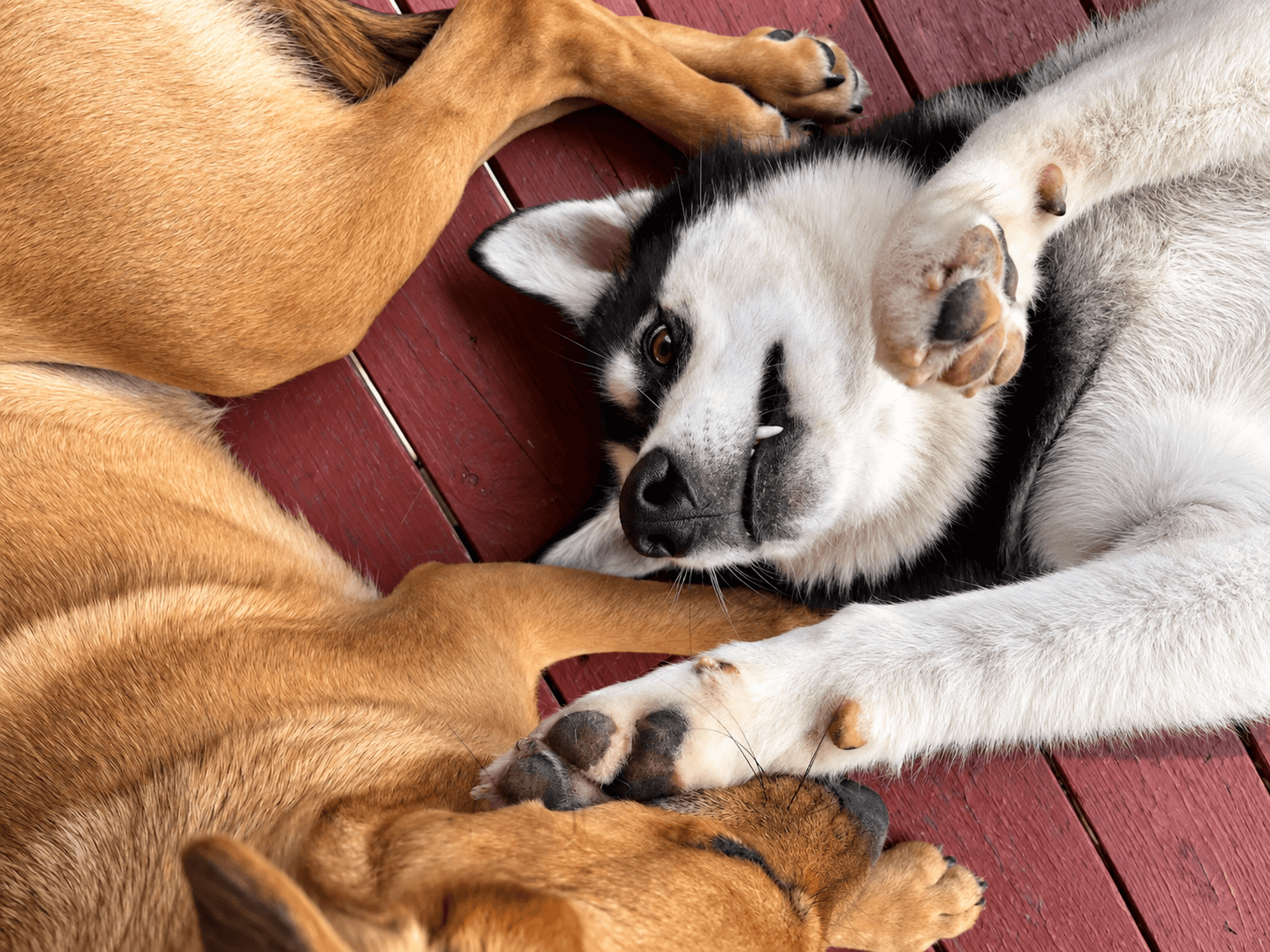 Canine Cabin photo 2