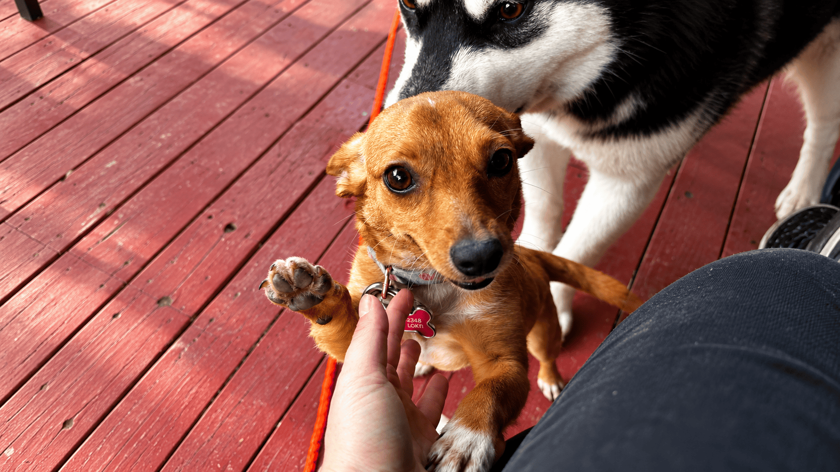 Canine Cabin photo 9