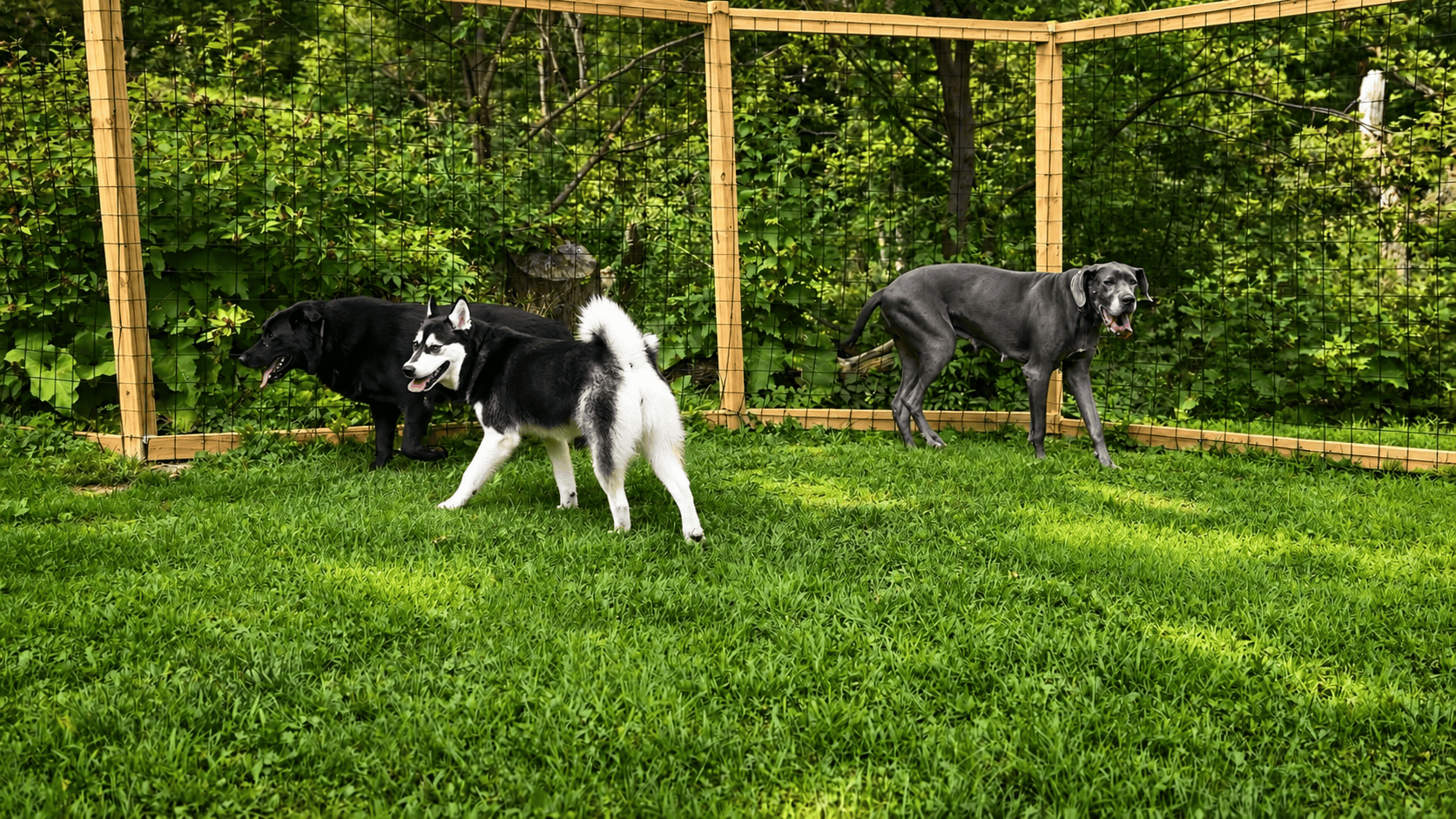 Canine Cabin photo 12