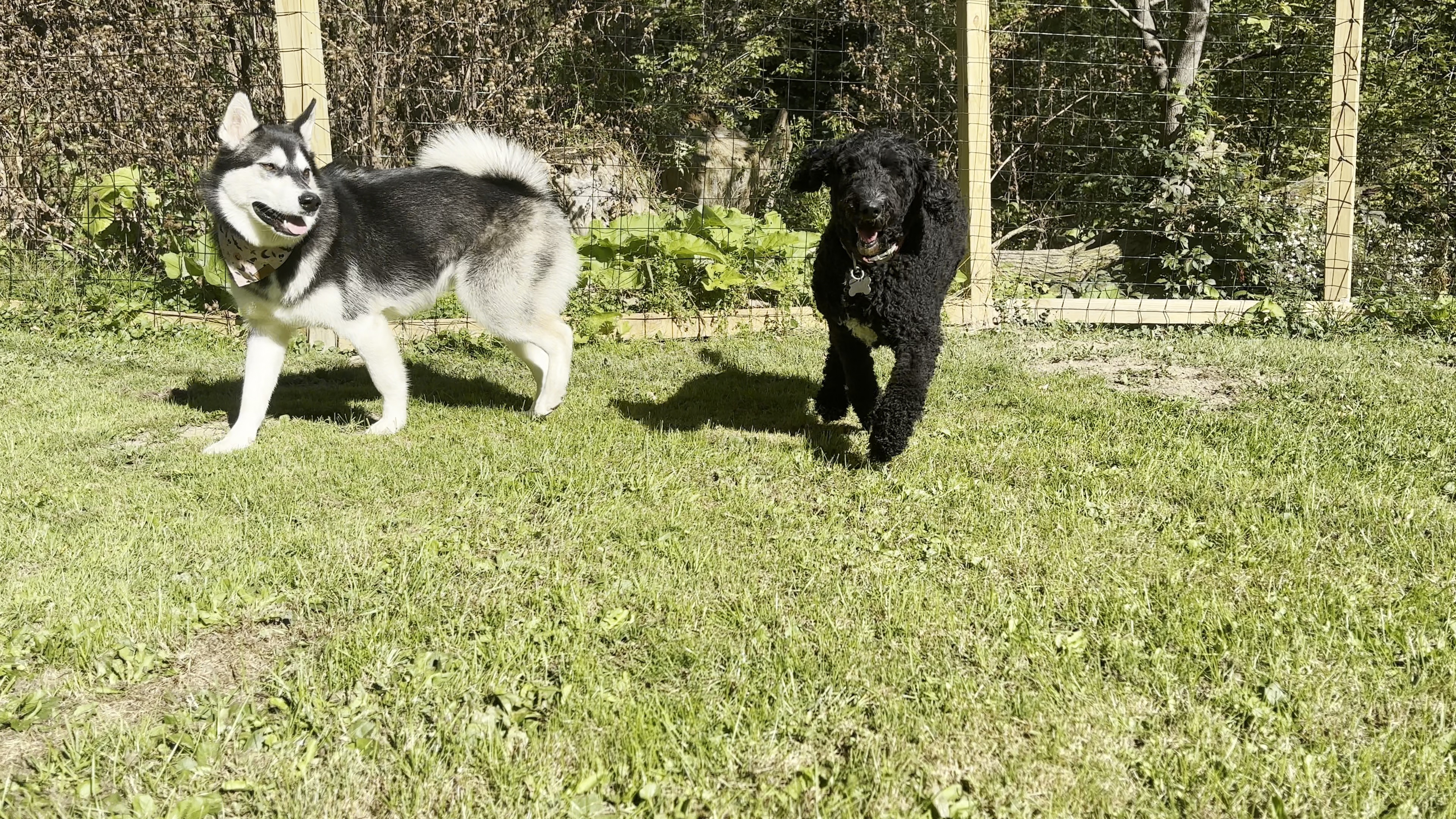 Canine Cabin photo 21