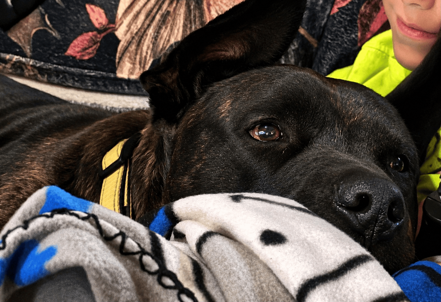 Canine Cabin photo 23