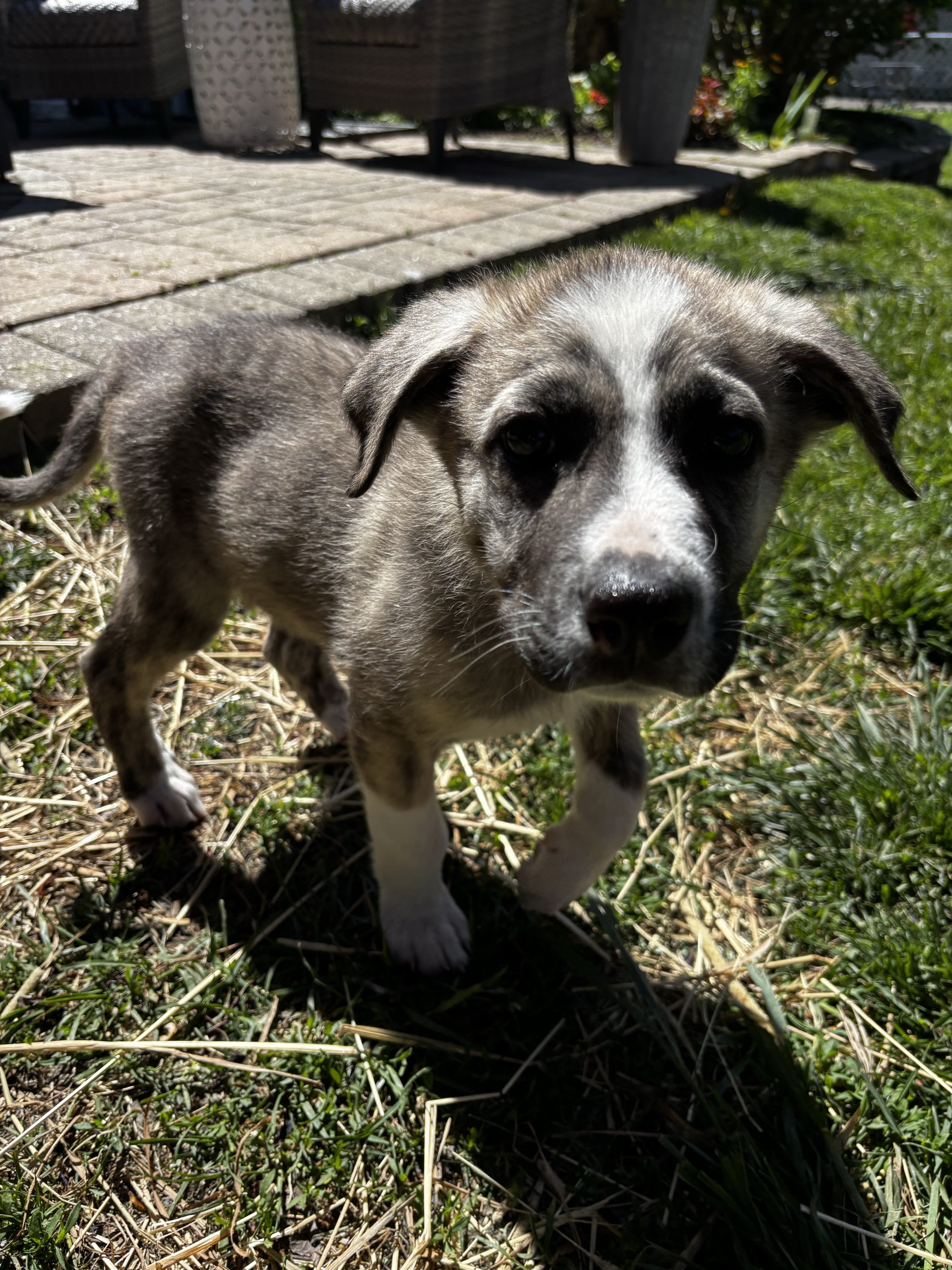 Canine Cabin photo 17