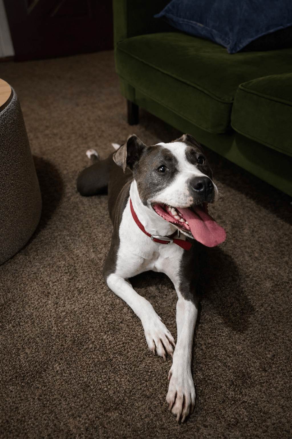Canine Cabin photo 24