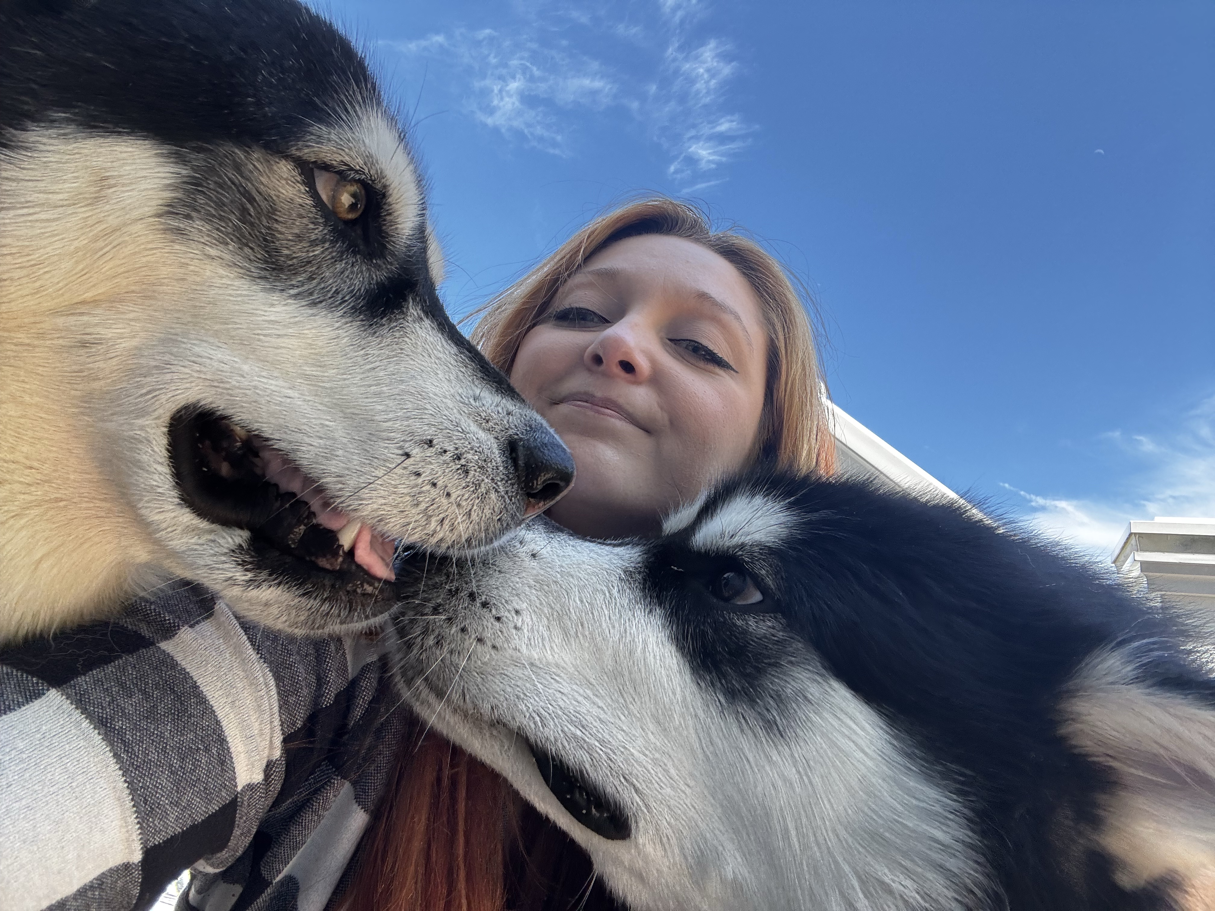 Canine Cabin photo 16