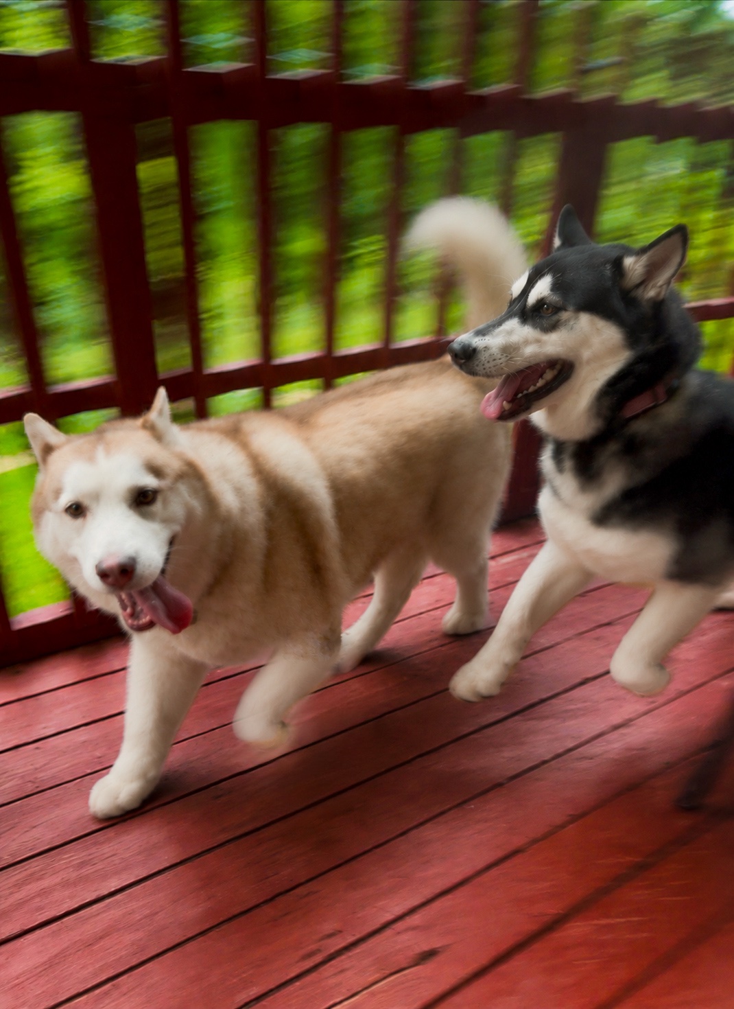 Canine Cabin photo 14