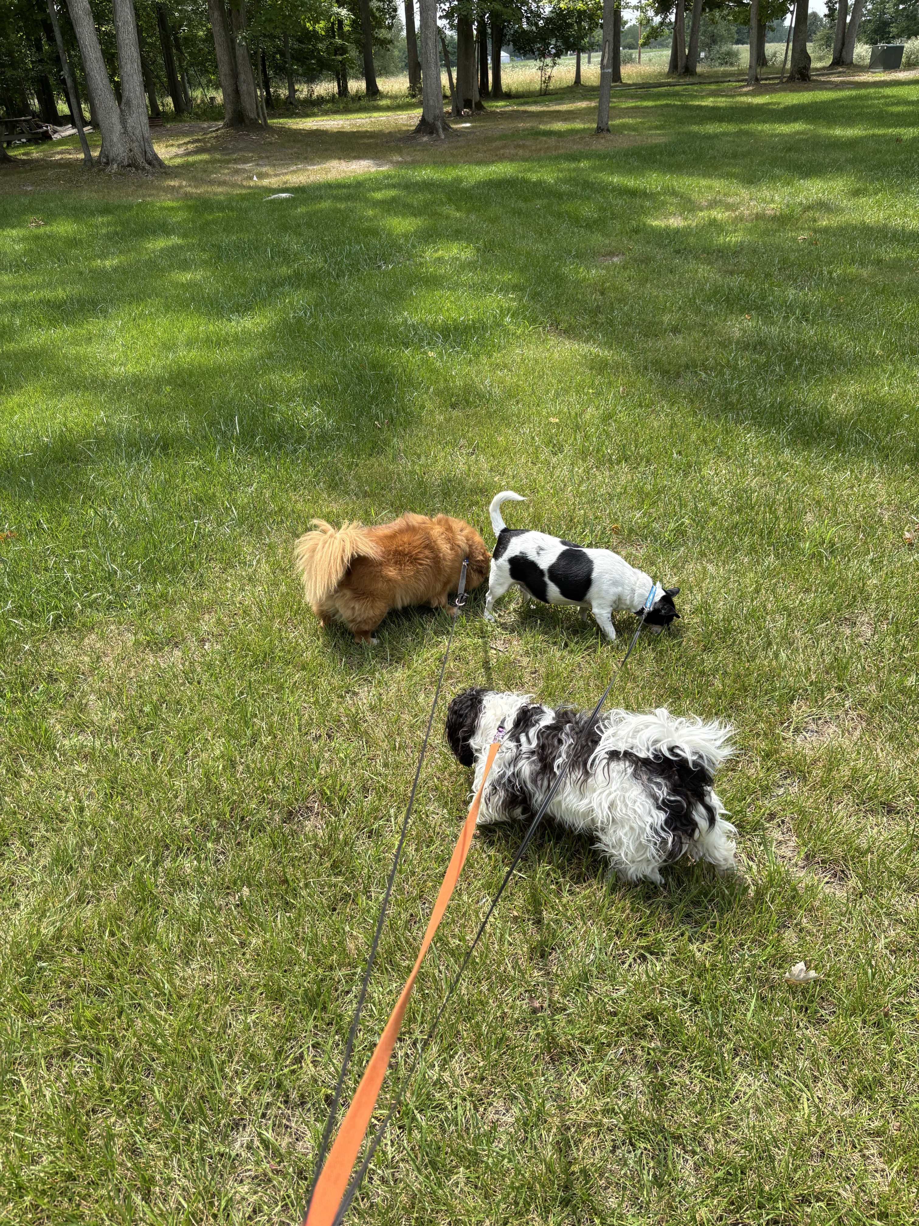 Canine Cabin photo 11