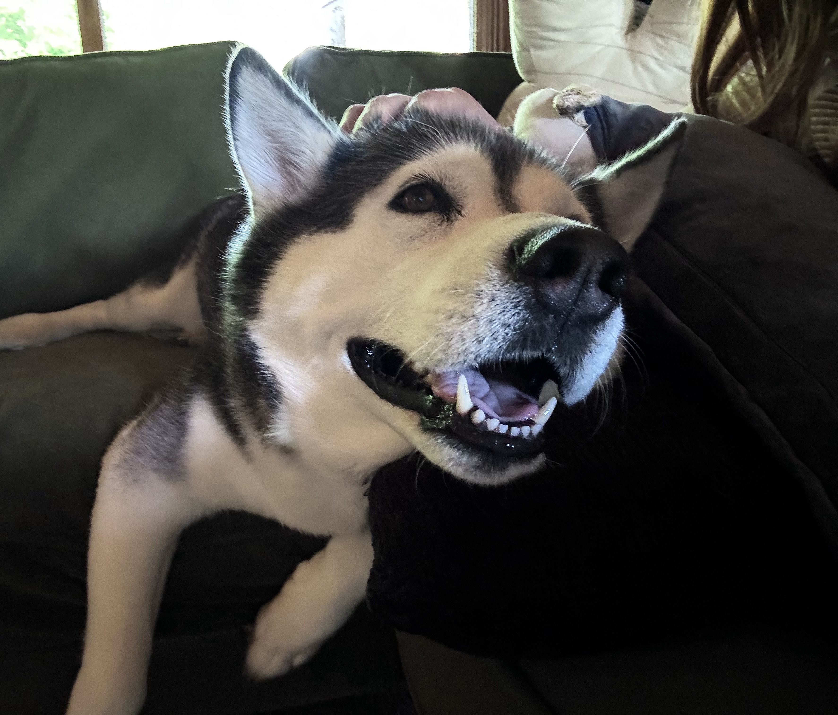 Canine Cabin photo 22