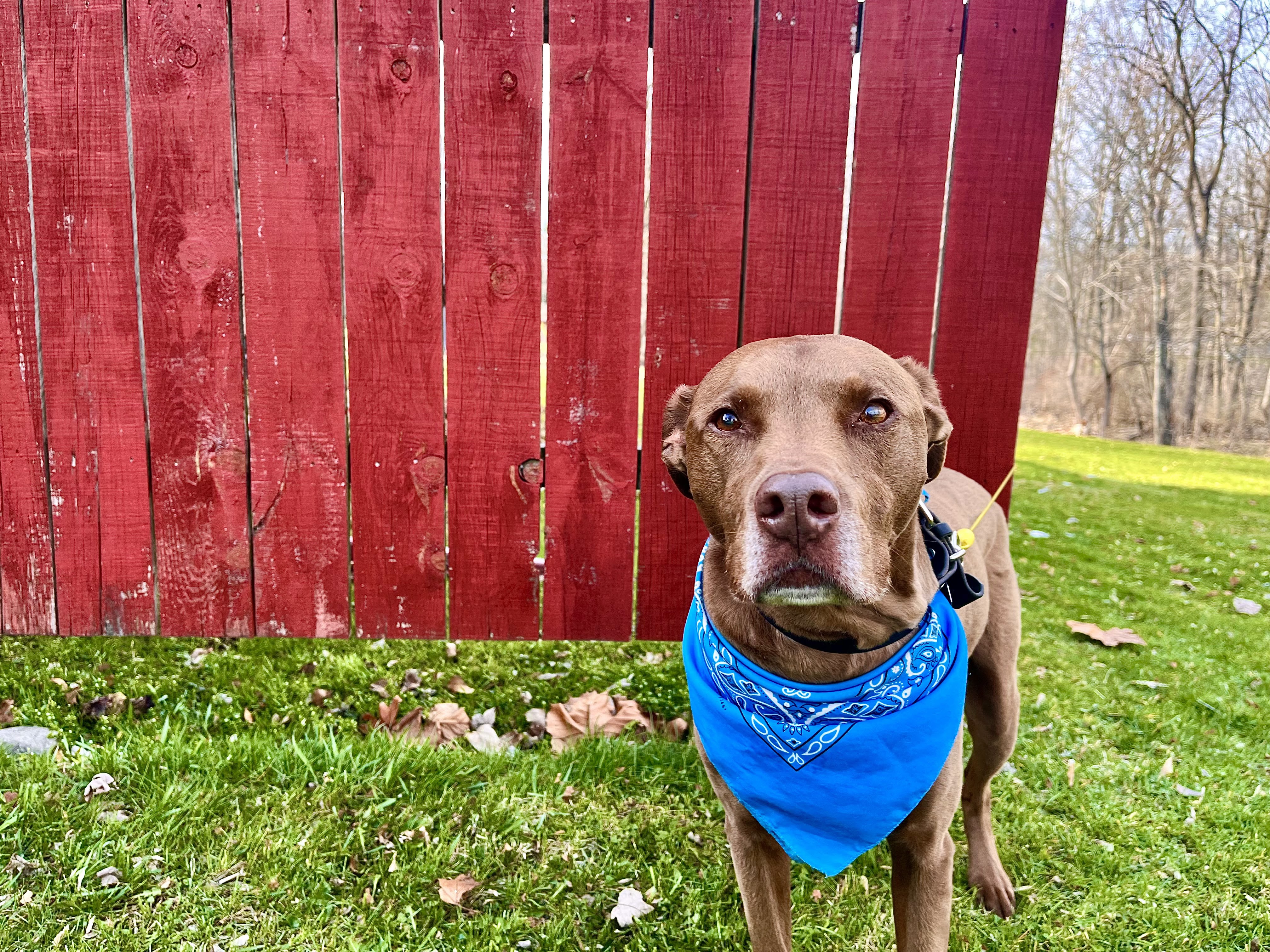 Canine Cabin photo 20
