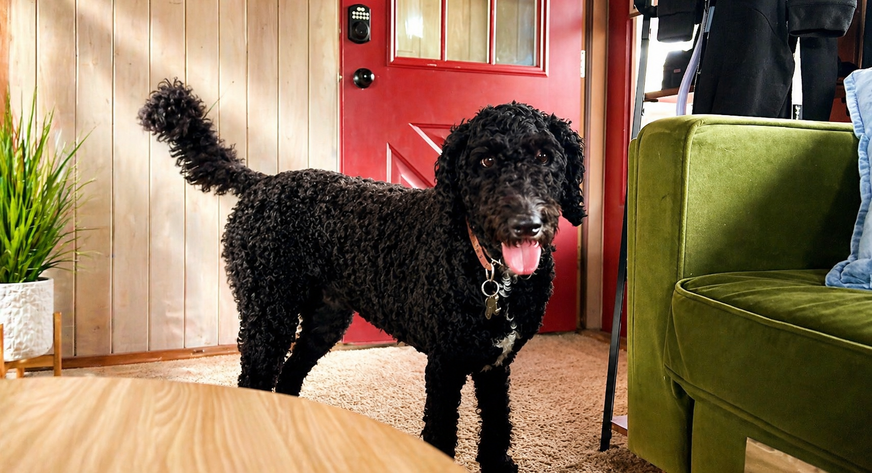 Canine Cabin photo 18