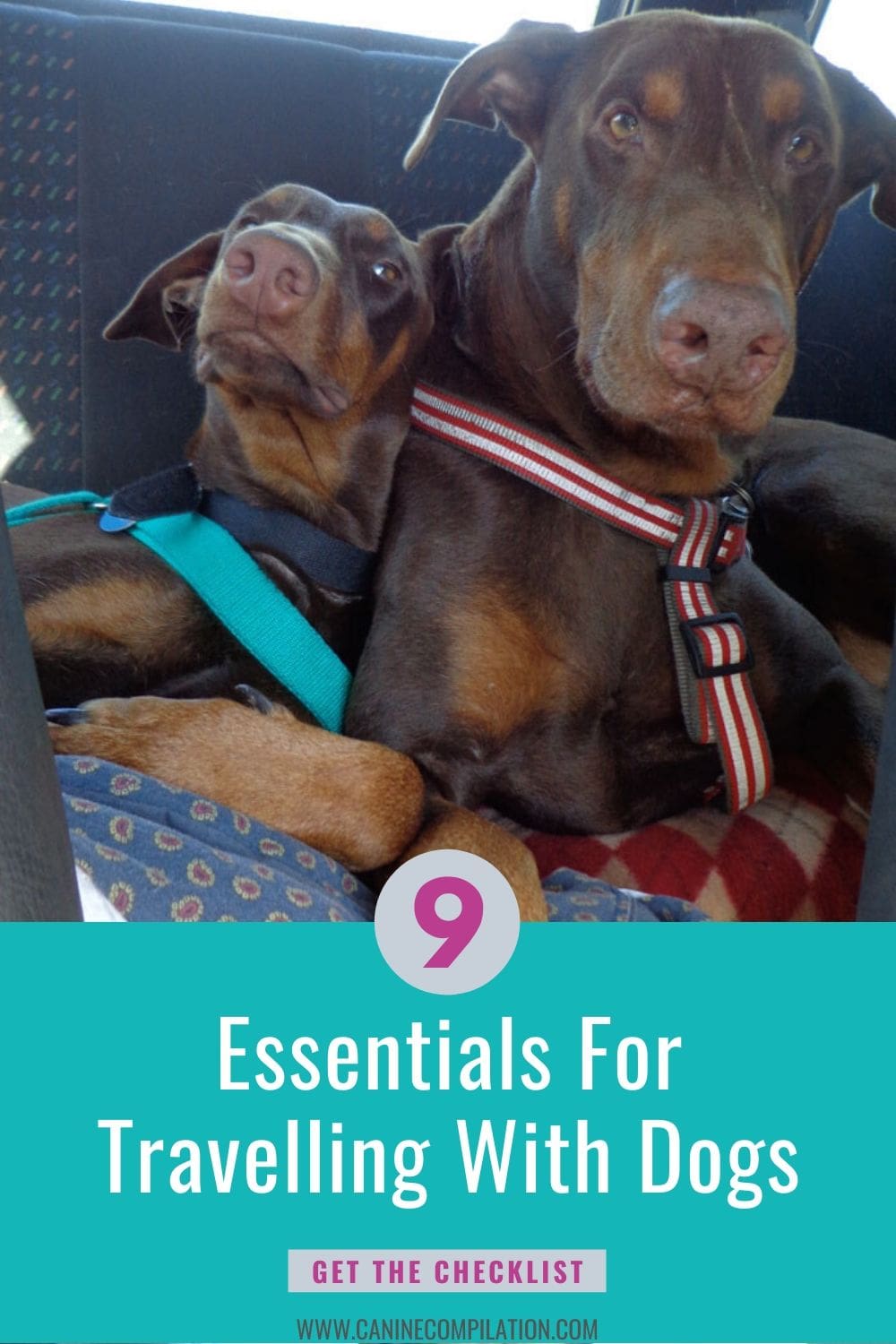 mucky paws small dog rescue