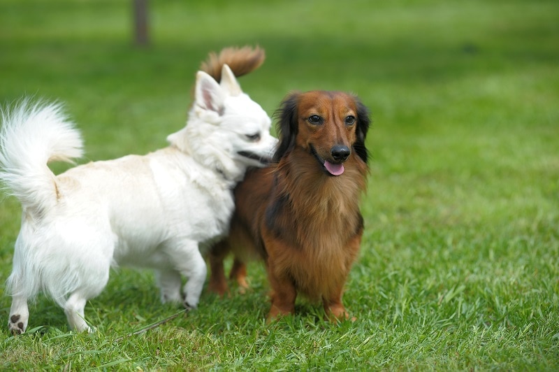 He's also known as the mexican hotdog! Chihuahua Dachshund Mix Breed Complete Guide 2021 Canine Hq