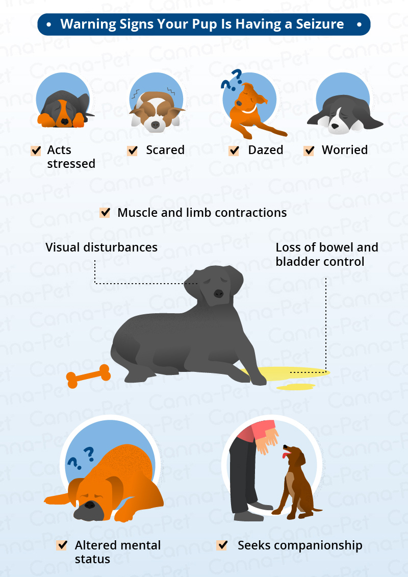 While your special bond lets you understand each other to a certa. Dog Seizure Symptoms & Natural Remedies | Canna-PetÂ®