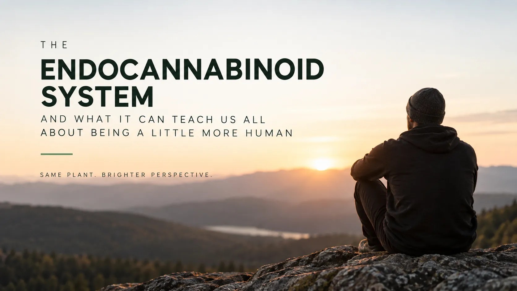 The Endocannabinoid System and What it Can Teach us All About Being a Little More Human