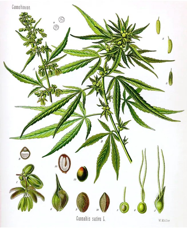 Ancient Cannabis Illustration