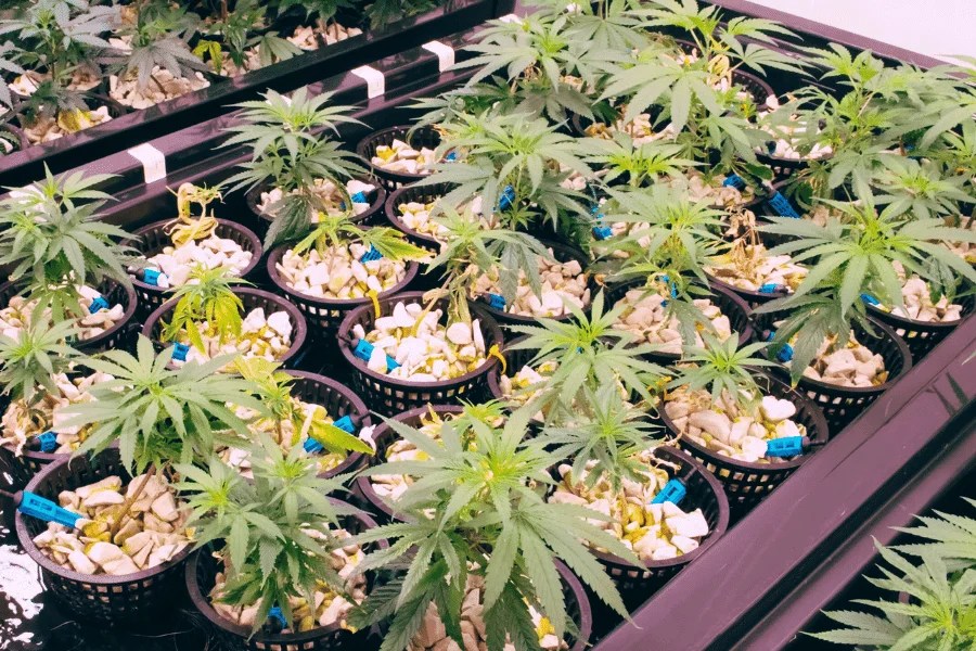 hydroponic growing cannabis plants