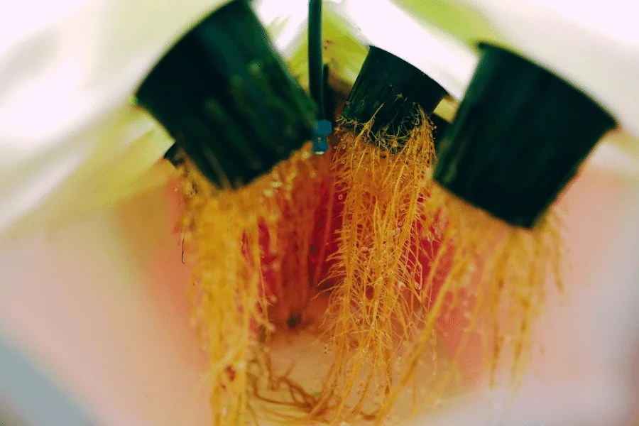 growing cannabis with aeroponics depicting a roots of cannabis plants in aeroponic system
