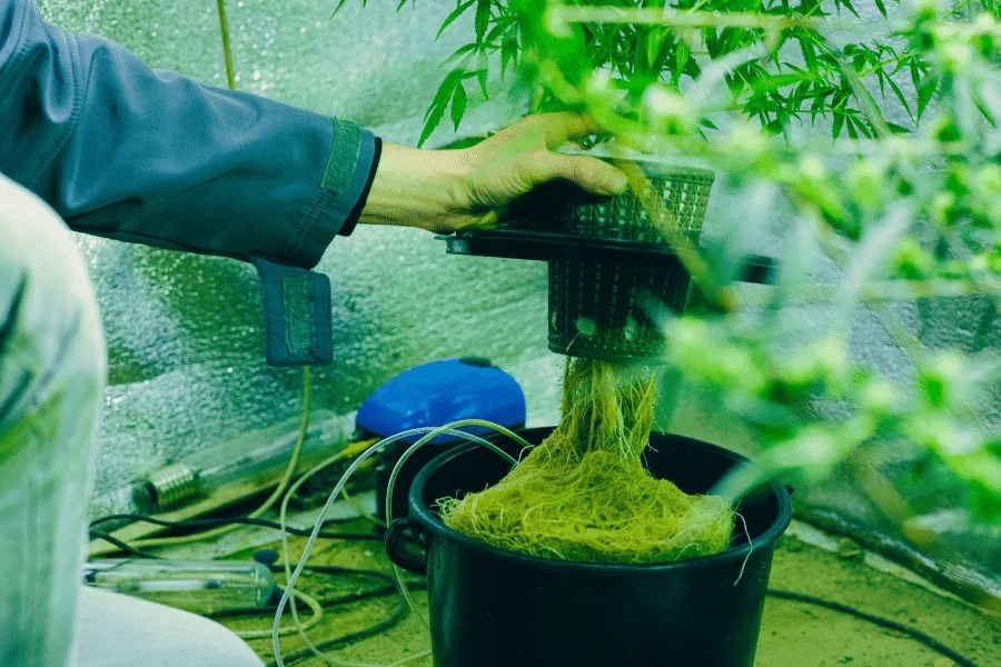 a person picking cannabis plants from the pot in hydroponics grow box