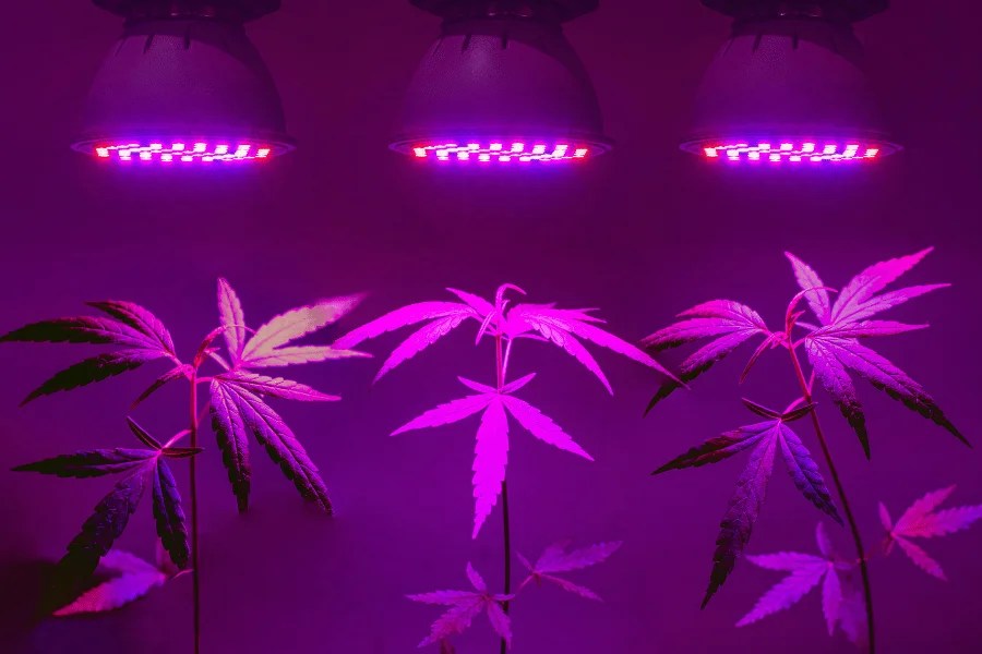 cannabis plants growing under led light