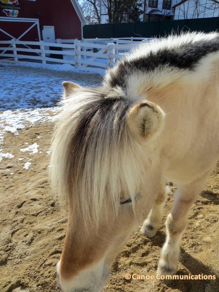 pony in winter
