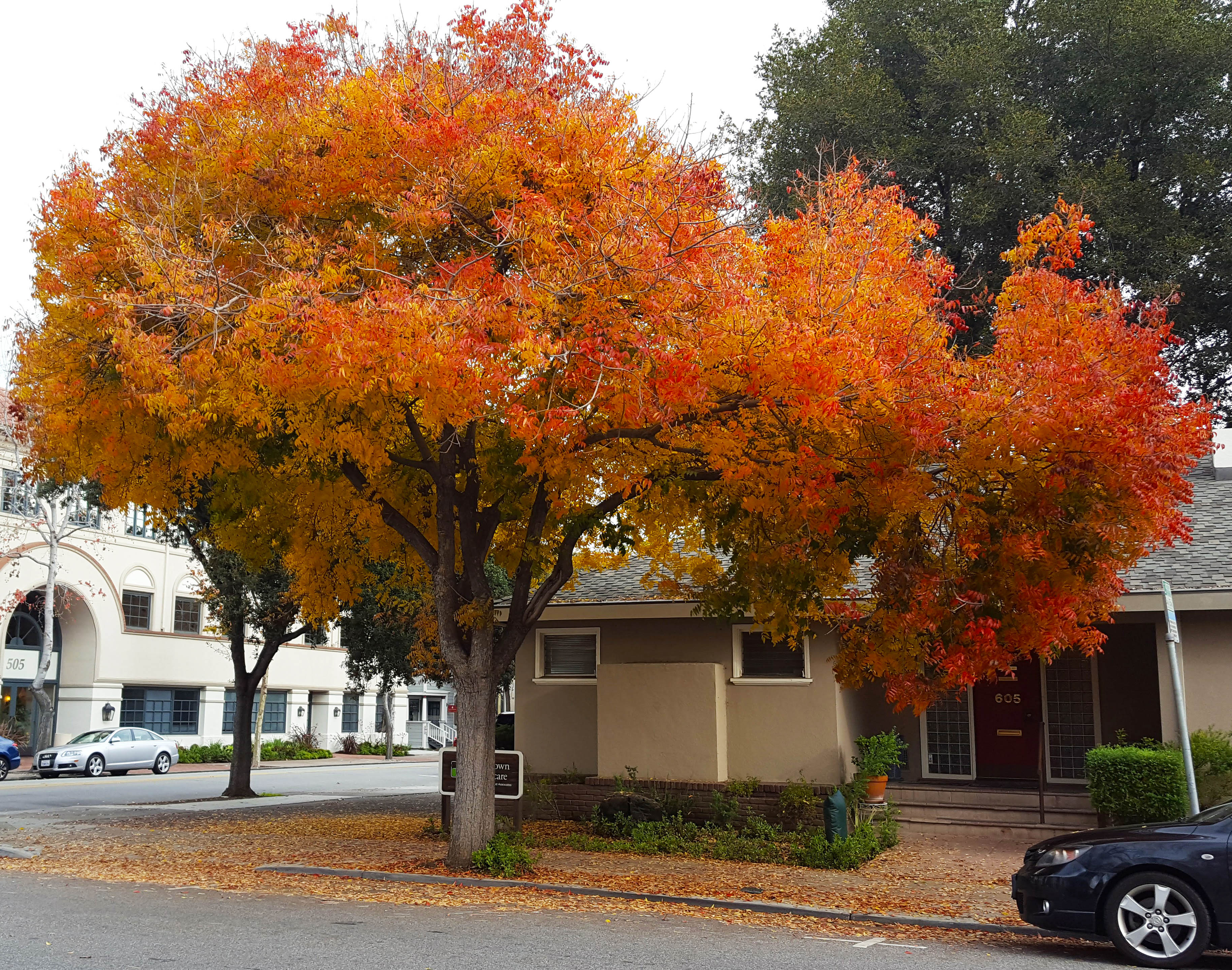 The Flowering Tree Julian Nichols Drawings Illustration Flowers Plants Trees Trees Shrubs Flowering Chinese Tree Artpal