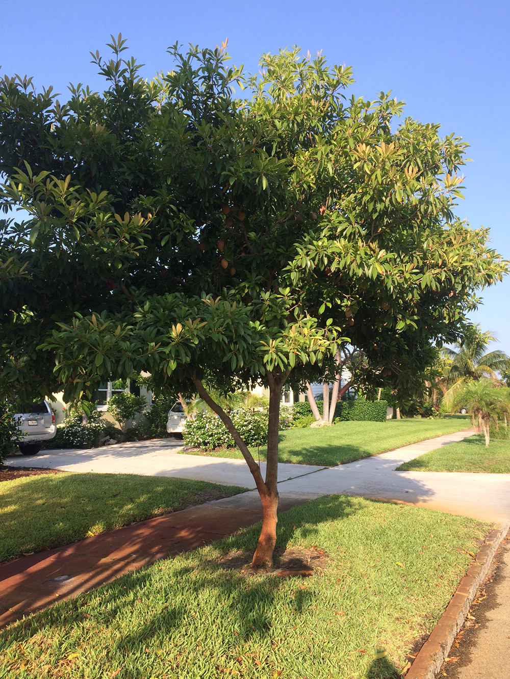 Growing Sapodilla Tree And Care How To Grow A Sapodilla Tree