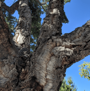Welcome Cork Oak Trees Line The Driveway Picture Of Bodega Wine Tours Santiago Tripadvisor