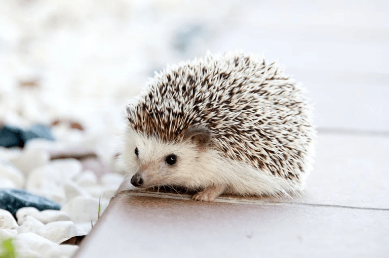 10 exotic animals you can legally own as pets in canada