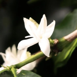 Indonesia, Java Blawan - washed