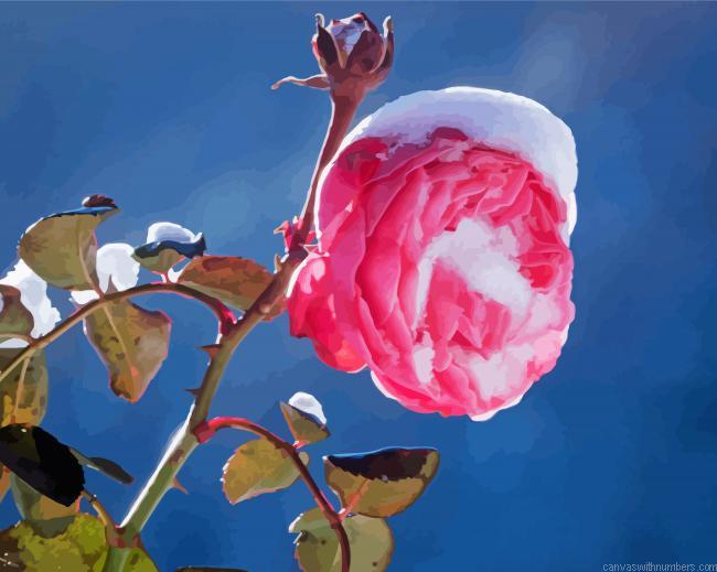 Aesthetic Spring Flower In Snow Paint By Numbers