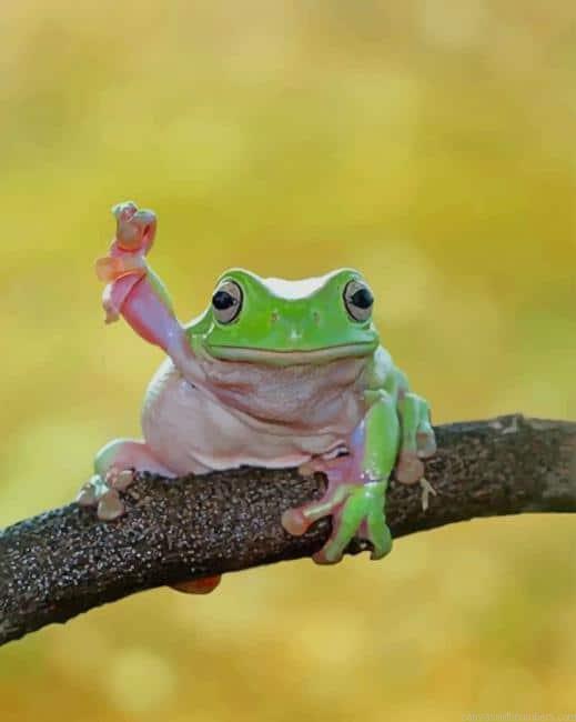 Cute Dumpy Tree Frog NEW Paint By Numbers