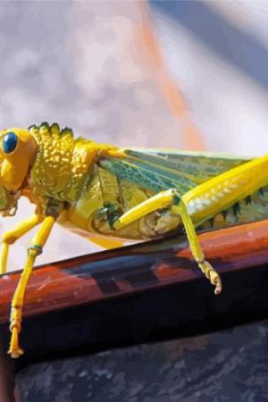 Desert Locust Insect Paint By Numbers.jpeg