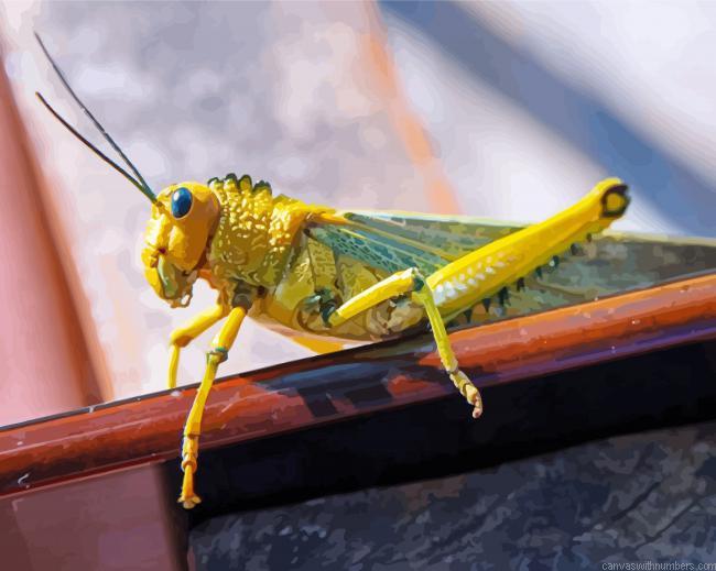 Desert Locust Insect Paint By Numbers