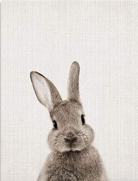 Grey Rabbit Paint By Numbers.jpeg