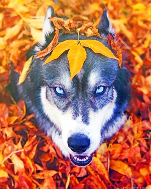 Husky In The Fall NEW Paint By Numbers