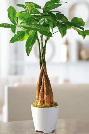 Money Tree In Pot Paint By Numbers.jpeg