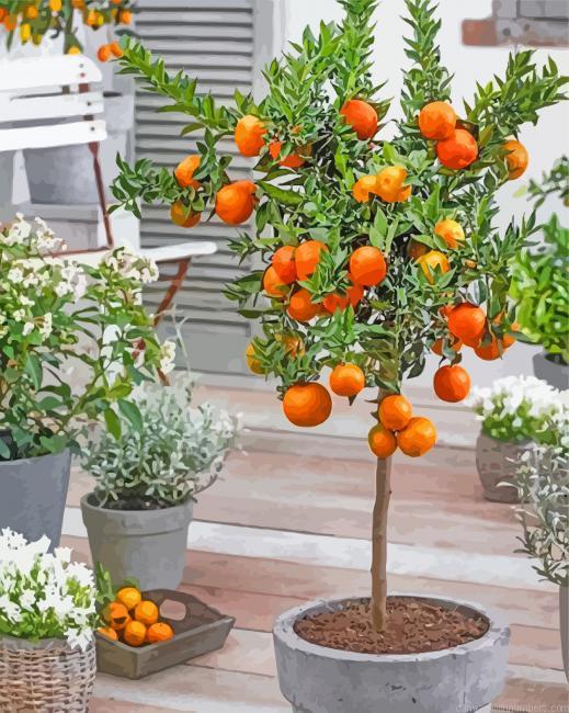 Orange Tree In Pot Paint By Numbers